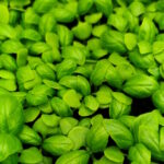 Fresh Basil Leaves
