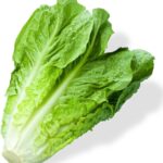 Romaine Lettuce