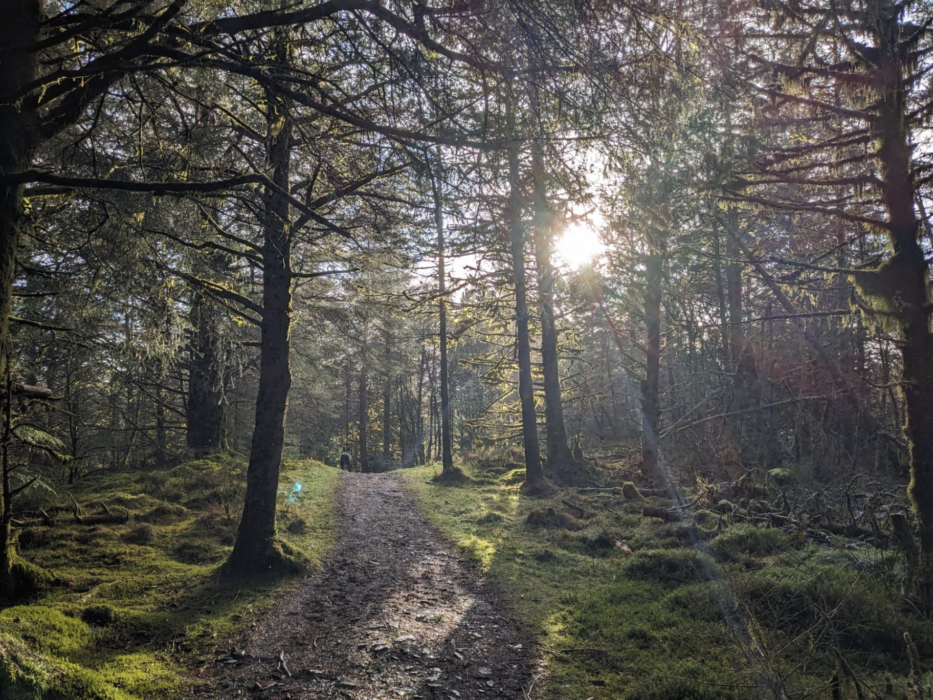 Sunlight breaking through pine trees on a quiet forest trail.