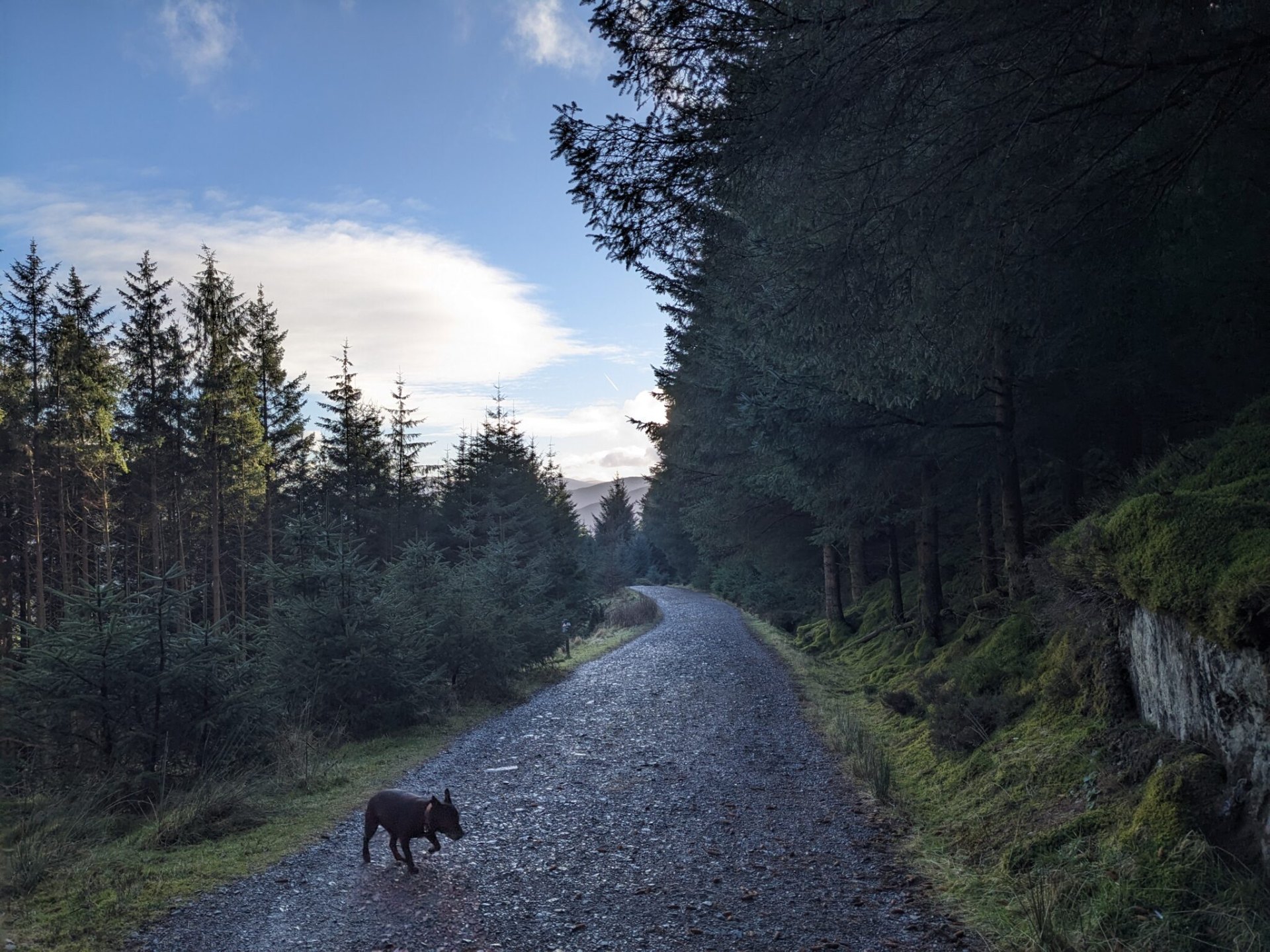 A small black dog trotting along a gravel forest road, with pine trees and distant mountains under a blue sky.